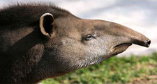 Peru-Amazon-Complete Manu Biosphere Reserve Experience